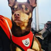 Zwergpinscher Mädchen Mocca