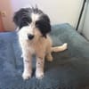 Ein kleines Herz Namens Rangy sucht