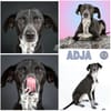 ADJA -Super lieb, fröhlich & aktiv-