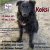 Koksi sucht seine Menschen🐾