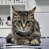 Hermine Freundliches Tigermädel