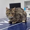 Hermine Freundliches Tigermädel