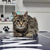 Hermine Freundliches Tigermädel