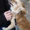 Kleiner MIO sucht ruhiges Zuhause!