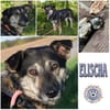 ELISCHA * ruhige Begleiterin
