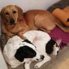 Lieber Rüde LUI sucht seine Familie❤