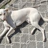 Minos toller Kumpel