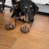 Intelligente Fanny sucht ihr Zuhause