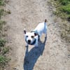 Traum Jack Russll Raton sucht Körbchen