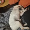 Traum Jack Russll Raton sucht Körbchen