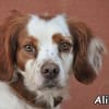 ALIKA