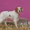 ALIKA