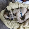 Tommy - kleiner Kuschelprinz mit Herz