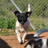 Kelly, reizende Hundedame aus Asbach