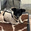 Kelly, reizende Hundedame aus Asbach