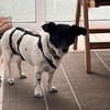 Kelly, reizende Hundedame aus Asbach