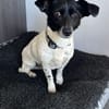 Kelly, reizende Hundedame aus Asbach