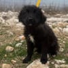 Momo sucht ein liebevolles Zuhause