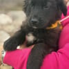 Momo sucht ein liebevolles Zuhause