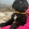 Momo sucht ein liebevolles Zuhause