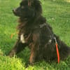 Moki - flauschiger Hundejunge 🍀