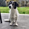 HENRY  ist ein bildschöner lieber Junge
