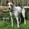 GIDA