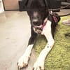 Ikem ein Special Hund sucht ein Zuhause