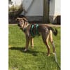 Pouch - wartet in 76477 Elchesheim-Illin