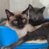 Verschmuste Kater Bronze und Smokey