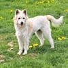Lumi - wartet in 61250 Usingen