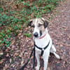 Jaro - ein bisschen mehr Hund
