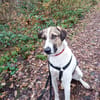 Jaro - ein bisschen mehr Hund