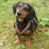 Timon 28cm geb.10/2022 ein toller Dackel