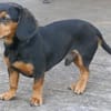 Timon 28cm geb.10/2022 ein toller Dackel