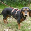 Timon 28cm geb.10/2022 ein toller Dackel