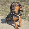 Timon 28cm geb.10/2022 ein toller Dackel