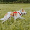 Cappy - Schlappohr sucht Dich