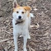 Cappy - Schlappohr sucht Dich