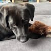 ✨ Sandy sucht ihr Für-immer-Zuhause