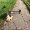✨ Sandy sucht ihr Für-immer-Zuhause