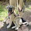 Nico - Mischlingswelpe, 5 Monate alt,