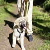Nico - Mischlingswelpe, 5 Monate alt,