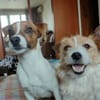Lebhafte Bella sucht ihre neue Familie!