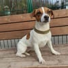 Lebhafte Bella sucht ihre neue Familie!