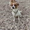 Lebhafte Bella sucht ihre neue Familie!