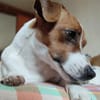 Lebhafte Bella sucht ihre neue Familie!