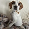 Elmo - toller Junghund sucht Familie