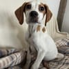 Elmo - toller Junghund sucht Familie