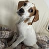 Elmo - toller Junghund sucht Familie